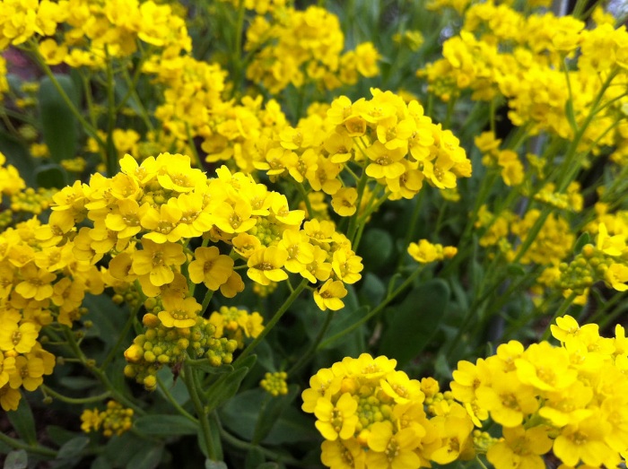 Alyssum tergolong tumbuhan berbunga pendek yang tingginya hanya berkisar  Fakta, Arti dan Makna Bunga Alyssum (Lobularia Maritima)