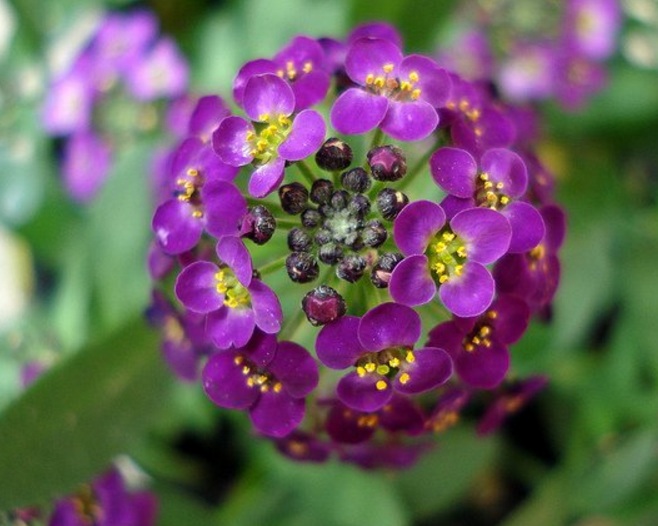 Alyssum tergolong tumbuhan berbunga pendek yang tingginya hanya berkisar  Fakta, Arti dan Makna Bunga Alyssum (Lobularia Maritima)