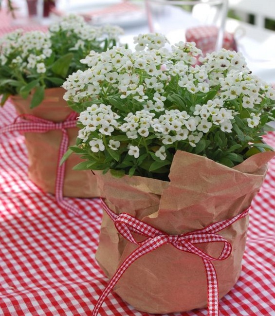 Alyssum tergolong tumbuhan berbunga pendek yang tingginya hanya berkisar  Fakta, Arti dan Makna Bunga Alyssum (Lobularia Maritima)