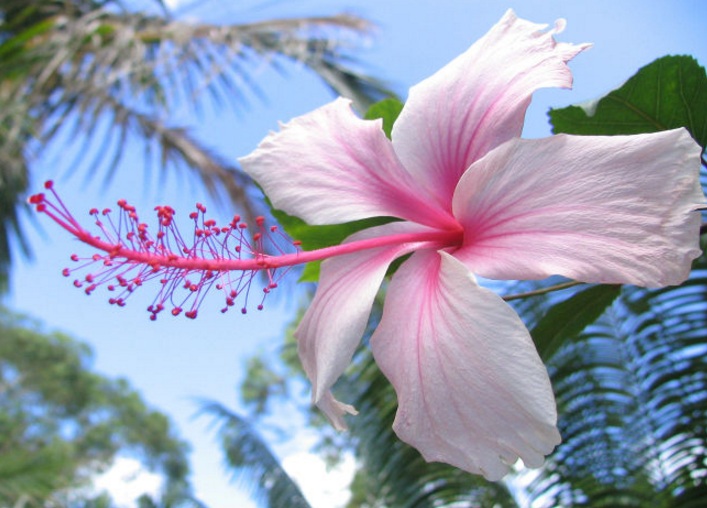 Anda pasti tidak aneh lagi dengan bunga bagus yang satu ini Arti, Makna dan Kegunaan Bunga Kembang Sepatu (Hibiscus)