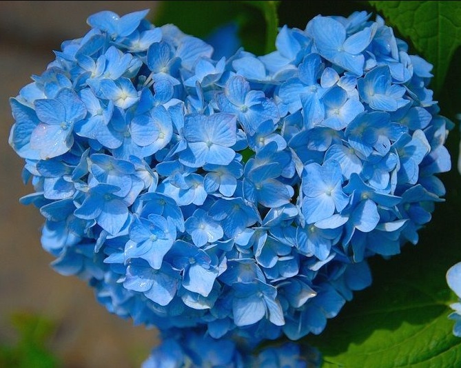 Gambar Bunga Warna Biru  Lamsel com