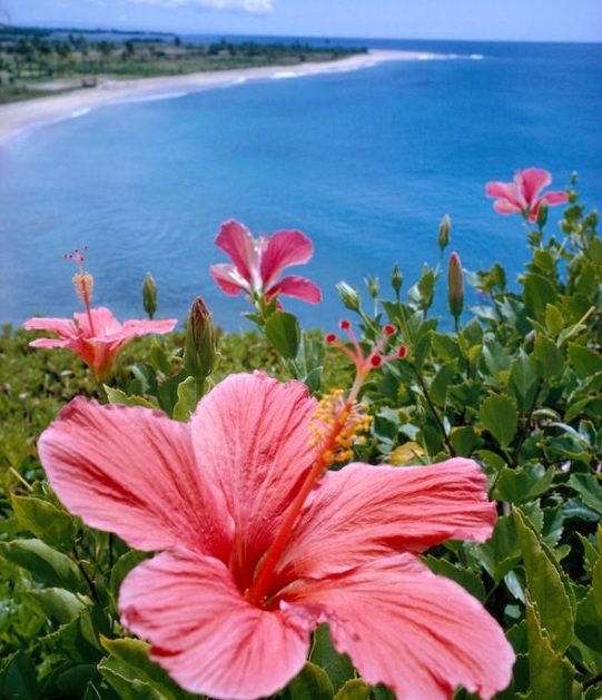 Anda pasti tidak aneh lagi dengan bunga bagus yang satu ini Arti, Makna dan Kegunaan Bunga Kembang Sepatu (Hibiscus)