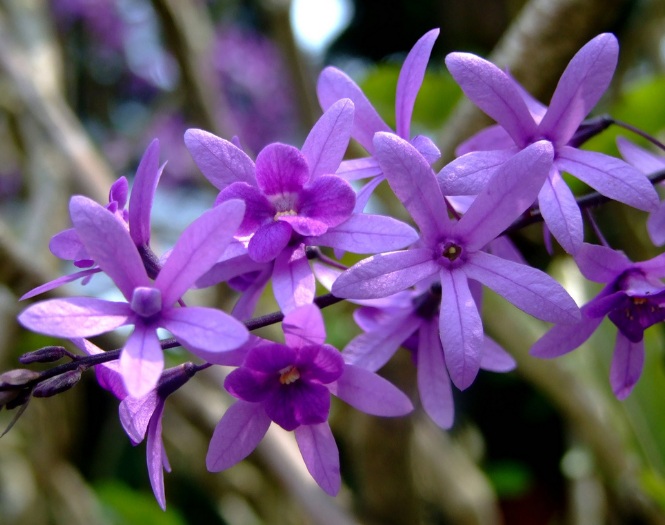 Tanaman hias petrea memiliki perpaduan yang sangat kontras antara warna ungu lembut dengan Berkenalan dengan Si Cantik Petrea, Bunga Rambat dari Meksiko