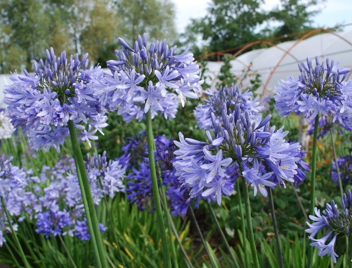 Cara Menanam dan Merawat Bunga Agapanthus Agar Cepat 