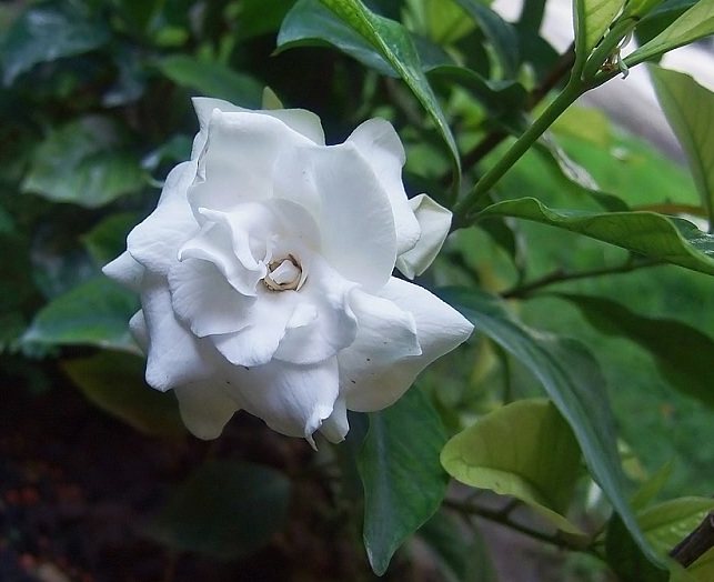 Image result for white gardenia flower