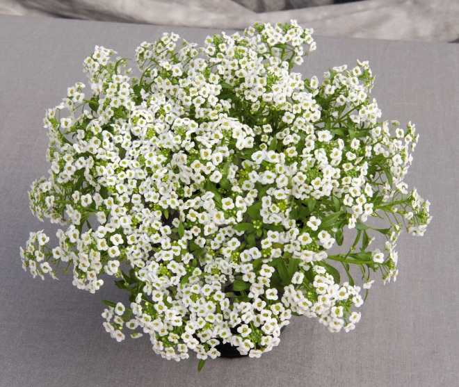 Alyssum tergolong tumbuhan berbunga pendek yang tingginya hanya berkisar  Fakta, Arti dan Makna Bunga Alyssum (Lobularia Maritima)