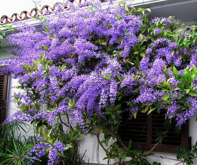 Tanaman hias petrea memiliki perpaduan yang sangat kontras antara warna ungu lembut dengan Berkenalan dengan Si Cantik Petrea, Bunga Rambat dari Meksiko