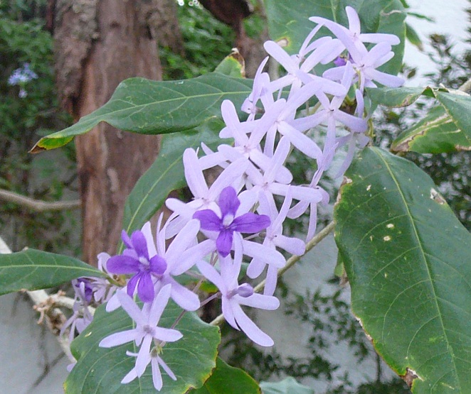 Tanaman hias petrea memiliki perpaduan yang sangat kontras antara warna ungu lembut dengan Berkenalan dengan Si Cantik Petrea, Bunga Rambat dari Meksiko