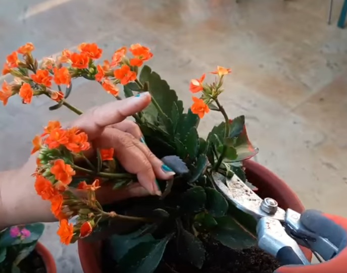 Kalanchoe mempunyai bunga yang berukuran kecil Cara Menanam dan Merawat Bunga Kalanchoe