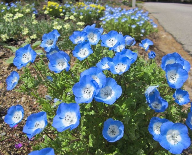 Nemophila termasuk flora semak dan berbunga dalam jumlah banyak sehingga sangat cocok d Cara Menanam Bunga Nemophila (Baby Blue Eyes)