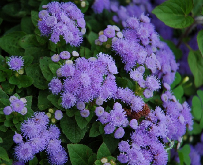 Cara Menanam Bunga Ageratum Bibitbunga Com