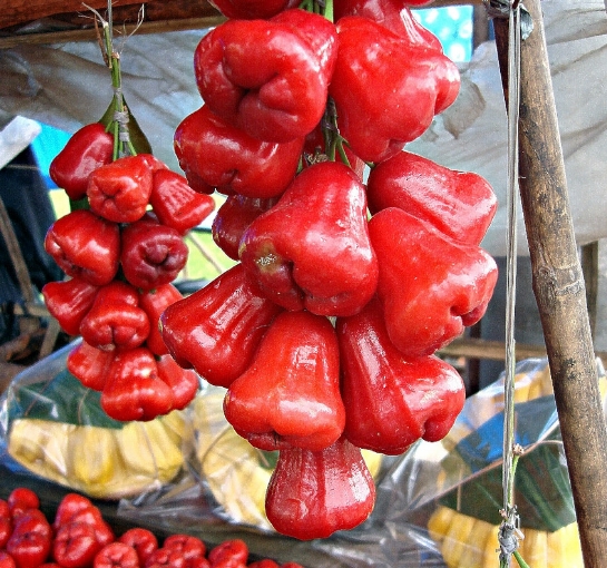 Buah yang biasanya dimakan segar atau dibentuk rujak ini ternyata mempunyai banyak manfaat un Manfaat Jambu Air Untuk Kesehatan dan Kulit