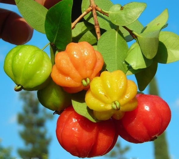  buah mungil dengan bentuk yang menarik ibarat ceremai Manfaat Si Mungil Buah Dewandaru