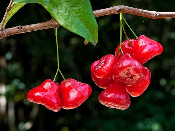 Buah yang biasanya dimakan segar atau dibentuk rujak ini ternyata mempunyai banyak manfaat un Manfaat Jambu Air Untuk Kesehatan dan Kulit