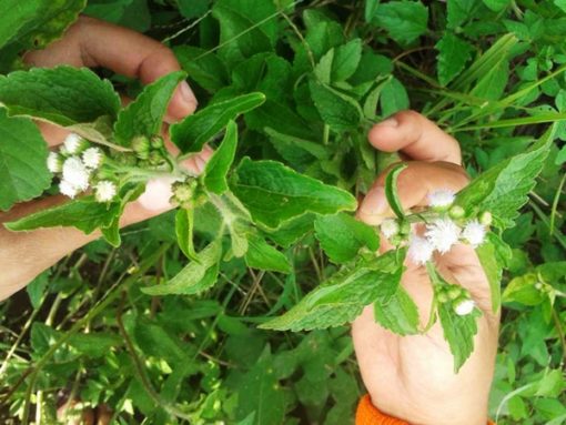  Manfaat  Daun  Tanaman Ageratum Bandotan Untuk  Mengatasi 