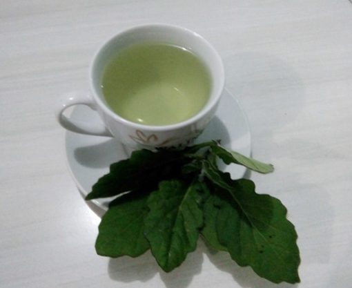 Tanaman Daun Dewa Untuk Kesehatan dan Pengobatan - BibitBunga.com