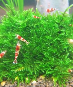 Jual Tanaman Aquascape Bibitbunga Com