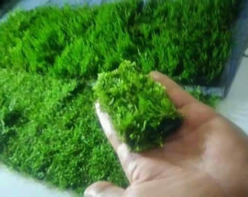 Jual Tanaman Aquascape Moss Flem Lempeng Pakis Bibitbunga Com