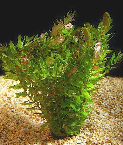 Jual Tanaman Aquascape Rotala Macrandra Mini Type 3