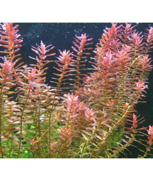 Jual Tanaman Aquascape Rotala  Ceylon Sp Pink 10 Pcs 