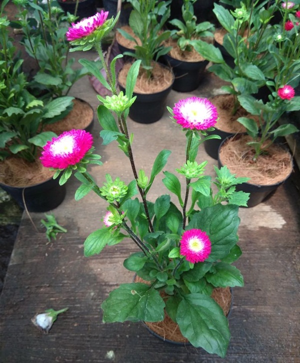 tanaman aster pink tumpuk bibitbunga tanaman aster pink tumpuk bibitbunga