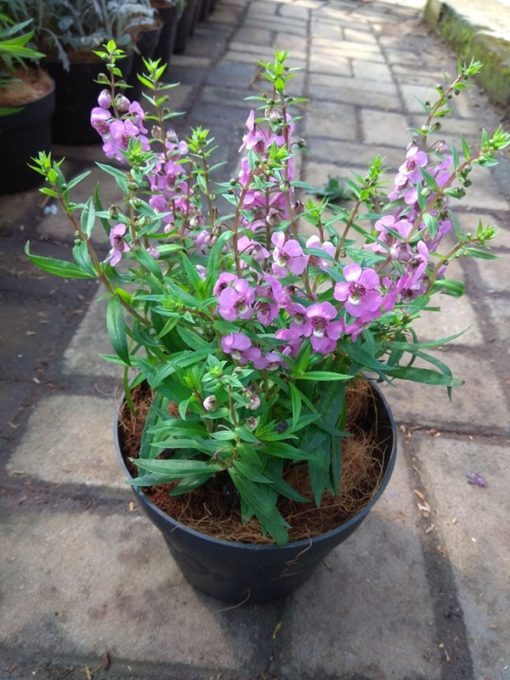 Jual Tanaman Dwarf Angelonia Pink