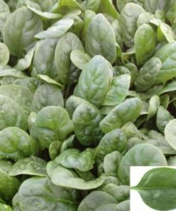 jual benih pak choi merah choi 10 biji non retail jual benih pak choi merah choi 10 biji non retail