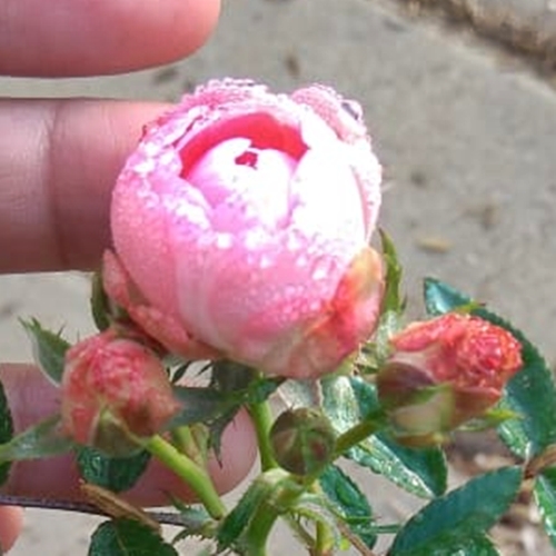 Jual Tanaman Mawar  Telur  Pink BibitBunga com