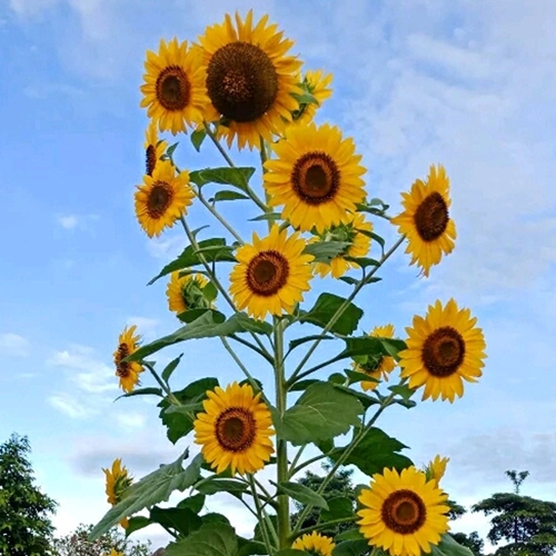 Wow 12+ Gambar Foto Bunga Matahari - Gambar Bunga HD