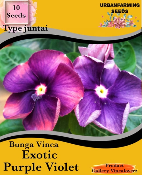 Jual Benih Vinca Exotic Purple Violet Juntai 10 Biji 