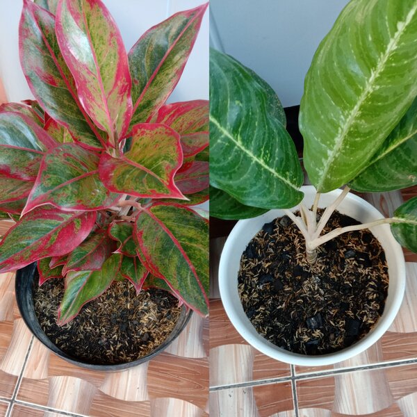 Jual Media Tanam  Anthurium Aglaonema  3 Kg BibitBunga com