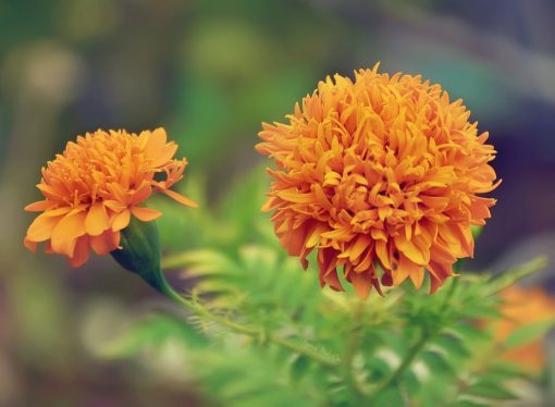 Cara Menanam Benih Bunga Marigold Dari Biji Yang Benar - BibitBunga.com