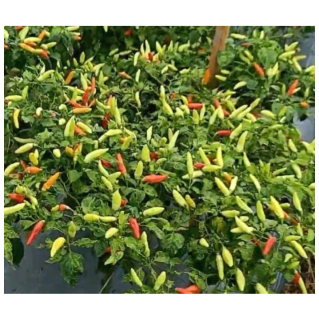 Jual Benih Bibit Cabe Cabai Rawit Ori Gr Biji Tanaman Sayur Aura